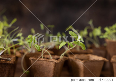 Vegetable seedlings in biodegradable pots on wooden table close up. Urban gardening 91640094