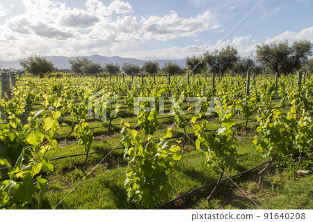 Beautiful vineyard in Mendoza, Argentina 91640208