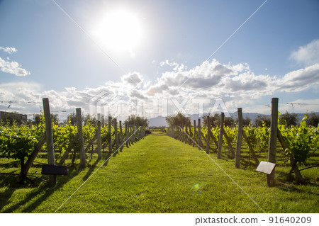 Beautiful vineyard in Mendoza, Argentina Beautiful vineyard in Mendoza, Argentina 91640209