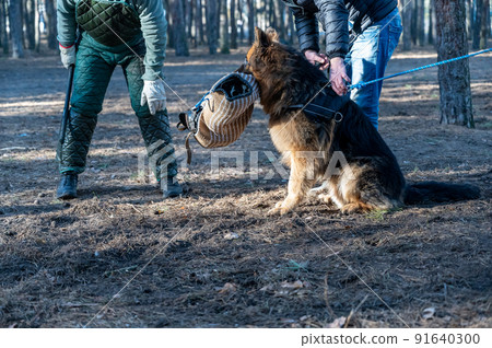 German Shepherd sits and holds his bite sleeve in his mouth. The owner is standing next to the animal. Trainer tries to pull the bite sleeve out of the dog's mouth. Training dogs guard duty. 91640300