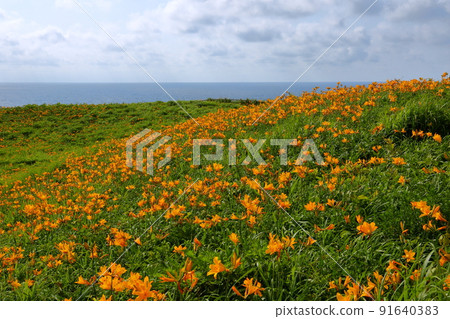 Negai, Sado City, Niigata Prefecture Sado Island Sotokaifu Coast Tobishima licorice colony spreading around Onogame Negai, Sado City, Niigata Prefecture Sado Island Sotokaifu Coast Tobishima licorice colony spreading around Onogame 91640383