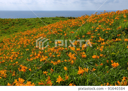 Negai, Sado City, Niigata Prefecture Sado Island Sotokaifu Coast Tobishima licorice colony spreading around Onogame Negai, Sado City, Niigata Prefecture Sado Island Sotokaifu Coast Tobishima licorice colony spreading around Onogame 91640384