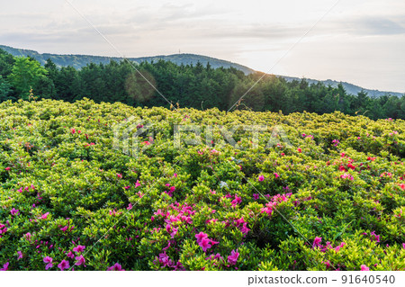 （神奈川縣）湯河原小月之裡日出 91640540