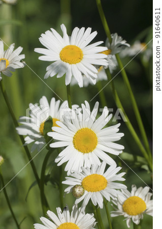 Leucanthemum vulgare flowers in a grass Leucanthemum vulgare flowers in a grass 91640611