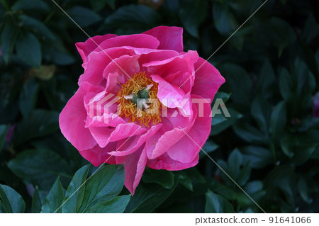 Peony Peony 91641066