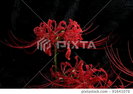 關閉紅色群孤挺花 關閉紅色群孤挺花 91641078