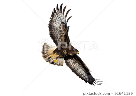 Common buzzard in flight isolated on white background 91641189