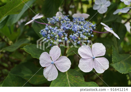 繡球花  繡球花 91641214