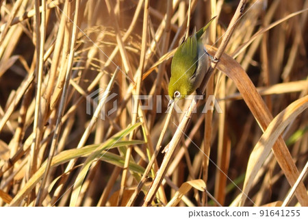 白眼冬野鳥在蒲葦莖中尋找昆蟲 91641255