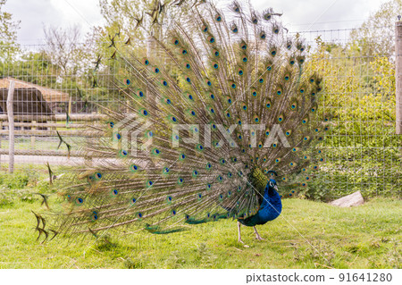 Shot of the peacock with its beautiful feathers showing to everyone in the zoopark 91641280