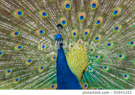 Shot of the peacock with its beautiful feathers showing to everyone in the zoopark Shot of the peacock with its beautiful feathers showing to everyone in the zoopark 91641281