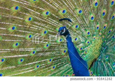 Shot of the peacock with its beautiful feathers showing to everyone in the zoopark Shot of the peacock with its beautiful feathers showing to everyone in the zoopark 91641282