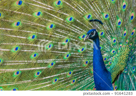 Shot of the peacock with its beautiful feathers showing to everyone in the zoopark Shot of the peacock with its beautiful feathers showing to everyone in the zoopark 91641283