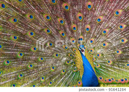 Shot of the peacock with its beautiful feathers showing to everyone in the zoopark Shot of the peacock with its beautiful feathers showing to everyone in the zoopark 91641284