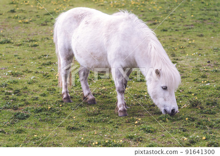Small white Icelandic horse grazing on the grass with small yellow flowers 91641300