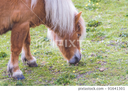 Brown pony grazing on a meadow Brown pony grazing on a meadow 91641301