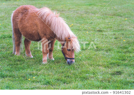 Brown pony grazing on a meadow 91641302