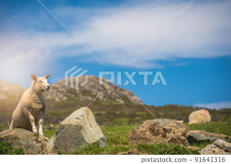 Sheep grazing in the rural Welsh landscape near Whitesands Bay Sheep grazing in the rural Welsh landscape near Whitesands Bay 91641316