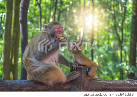Monkey mother and her baby Monkey mother and her baby 91641328