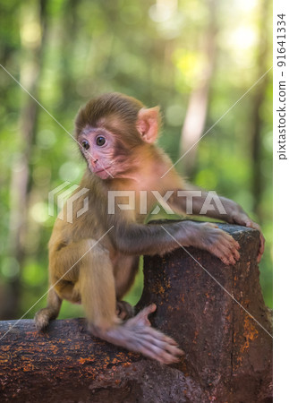 Cute baby monkey on a wooden fence Cute baby monkey on a wooden fence 91641334