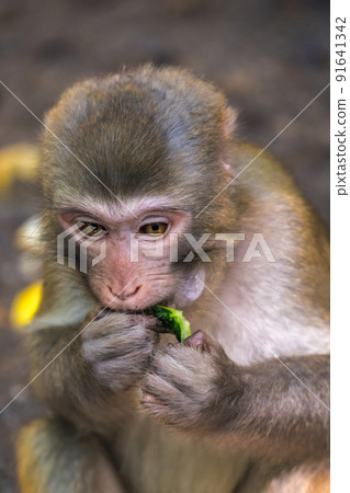 Monkey eating piece of cucumber Monkey eating piece of cucumber 91641342
