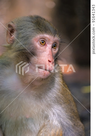 Chinese macaque monkey portrait Chinese macaque monkey portrait 91641343