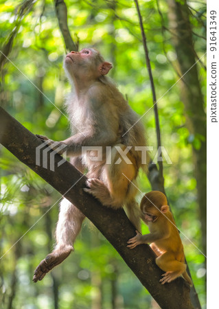 Wild monkey family climbing trees in China Wild monkey family climbing trees in China 91641349
