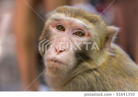 Chinese macaque monkey portrait 91641350