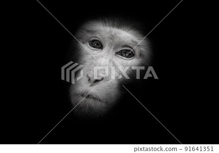 Chinese macaque monkey portrait Chinese macaque monkey portrait 91641351