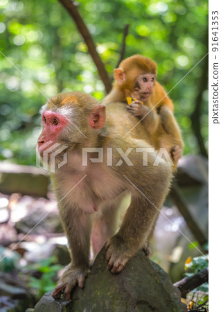 Monkey mother and her baby on a rock Monkey mother and her baby on a rock 91641353