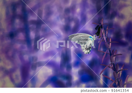 Infrared selective focus shot of a butterfly sitting on a plant in a field Infrared selective focus shot of a butterfly sitting on a plant in a field 91641354