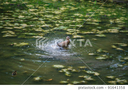 Small duck taking a bath in a shallow lake Small duck taking a bath in a shallow lake 91641358