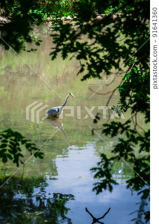 Long neck crane bird wading in water Long neck crane bird wading in water 91641360