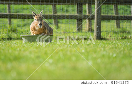 Shot of the rabbit drinking water from the bowl put on the surface covered with grass Shot of the rabbit drinking water from the bowl put on the surface covered with grass 91641375