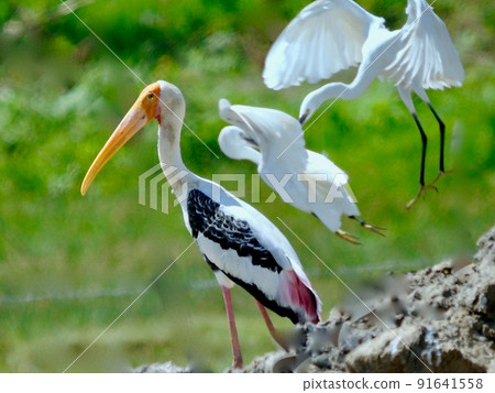 Wild bird heaven Sri Lanka. Painted stork and little egret Wild bird heaven Sri Lanka. Painted stork and little egret 91641558