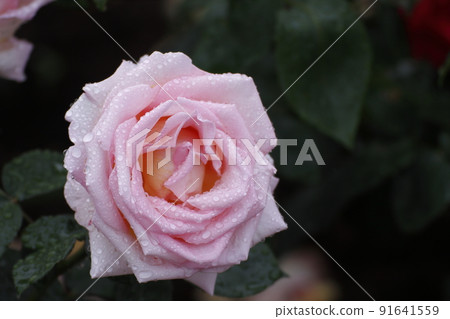 Arao City Ominous Citizen Flower Bed Rose Flower, Arao City Ominous Citizen Flower Bed Rose Flower, 91641559