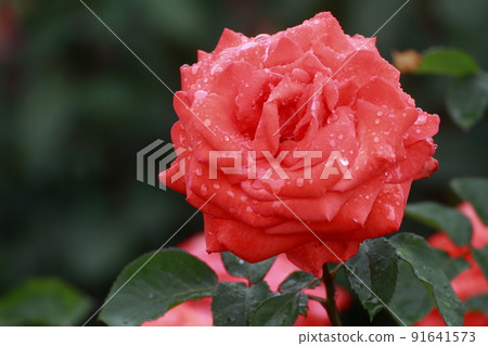 Arao City Ominous Citizen Flower Bed Rose Flower, Arao City Ominous Citizen Flower Bed Rose Flower, 91641573