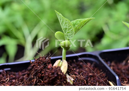 Green bean sprouts as a close up 91641754