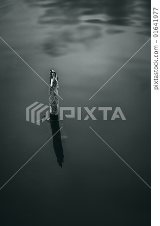 Grayscale shot of a tiny dry tree out of the water Grayscale shot of a tiny dry tree out of the water 91641977
