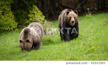 Male brown bear following female and guarding her while eating fresh green grass 91641993