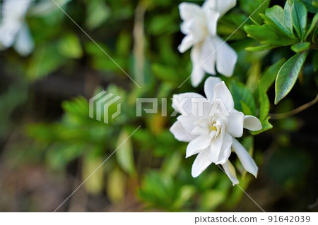 Gardenia flower　 91642039