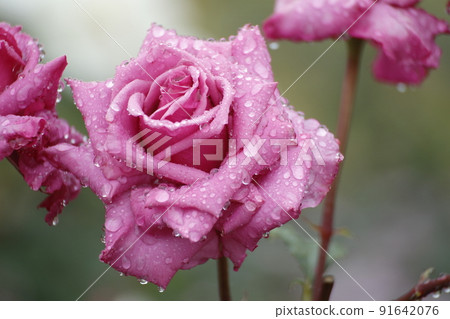 Arao City Ominous Citizen Flower Bed Rose Flower, Arao City Ominous Citizen Flower Bed Rose Flower, 91642076