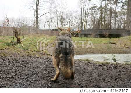 Rear view of a large adult wolf in an animal park. Rear view of a large adult wolf in an animal park. 91642157