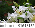 White eyes 91642432