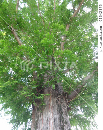 Taiki Taiki 91642576