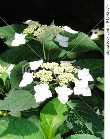 繡球花 91642577