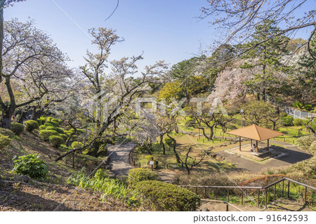 Okurayama Park plum forest Okurayama Park plum forest 91642593