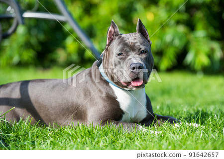 cute Blue hair American Staffordshire Terrier dog cute Blue hair American Staffordshire Terrier dog 91642657