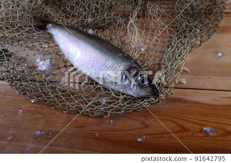Herring on net Herring on net 91642795