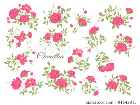 Camellia blossom tree Clip art, set of elements for design  91642913